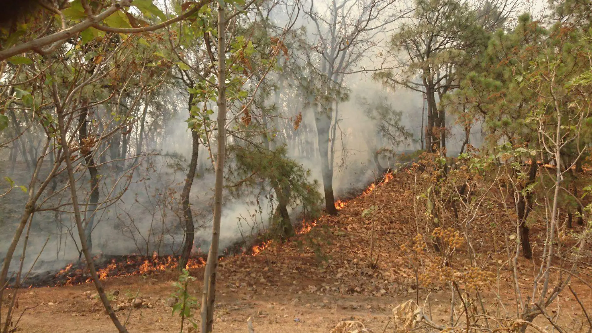 Bosque de la Primavera 6